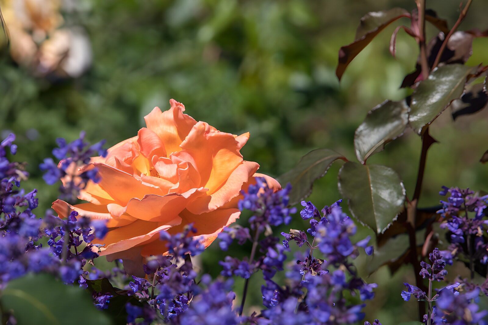 Oranjekleurige roos omringd door bloemen