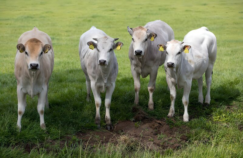 Vier jonge koeien op het gras