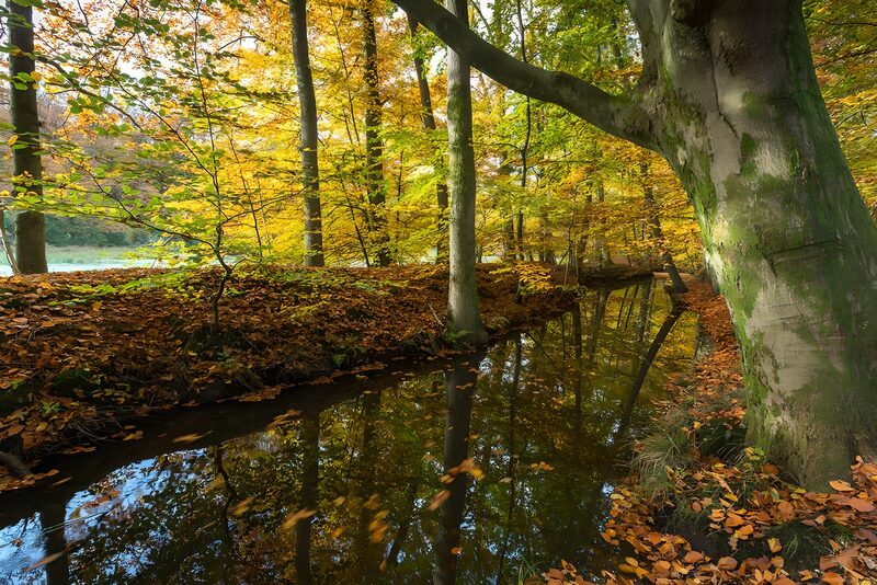 Riviertje in herfstachtig bos