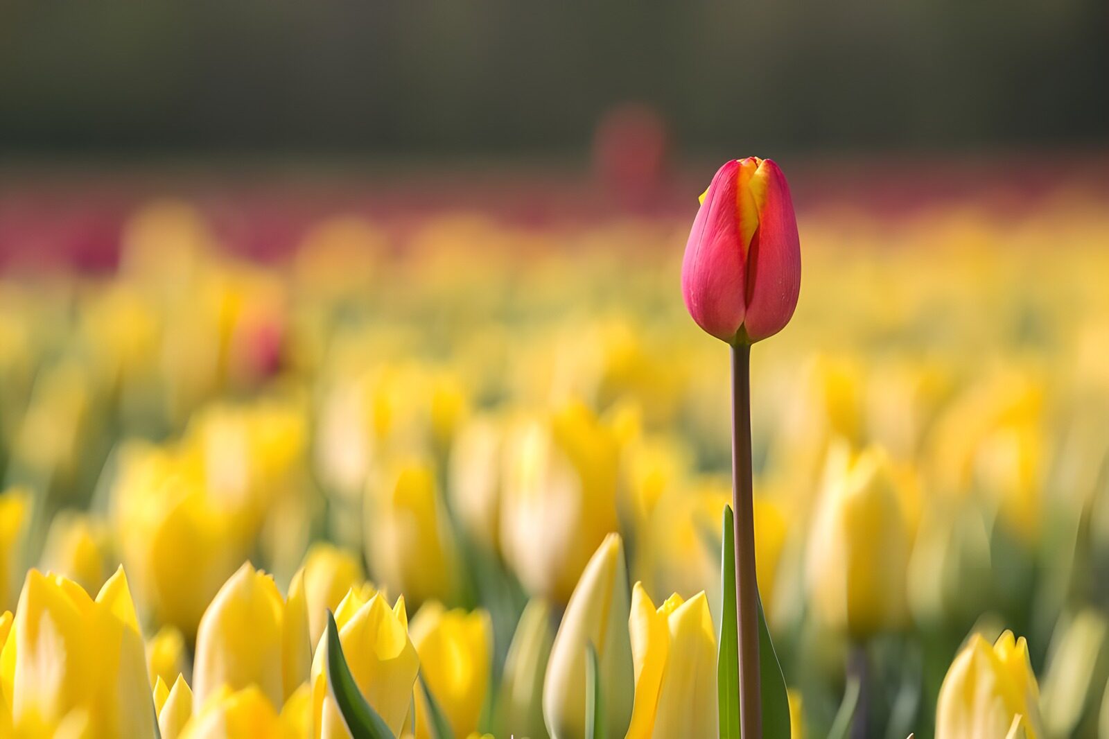 Enkele tulpen in een kleurrijk veld