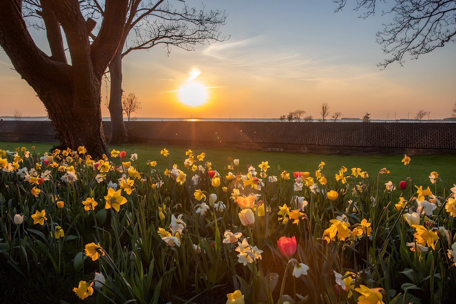 Zonsopgang tussen bloeiende bloemen
