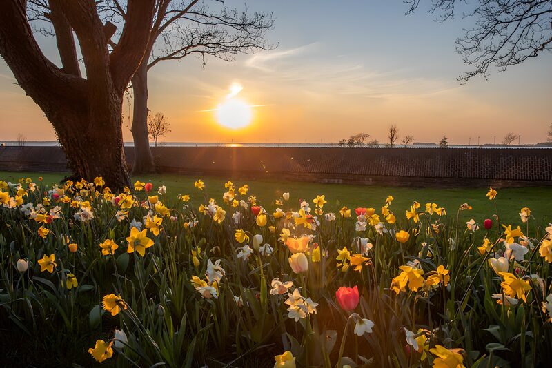 Zonsopgang tussen bloeiende bloemen