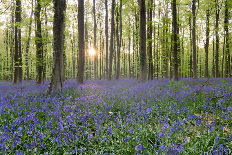 Prachtige blauwe bloemen in het bos