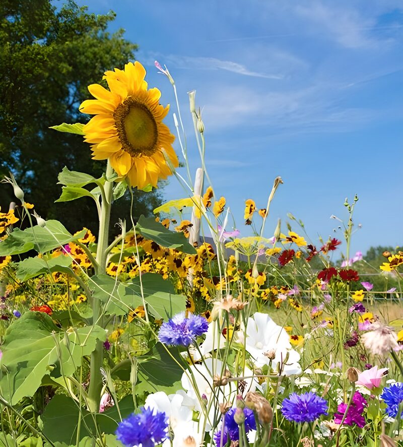 Bloemen in het wild