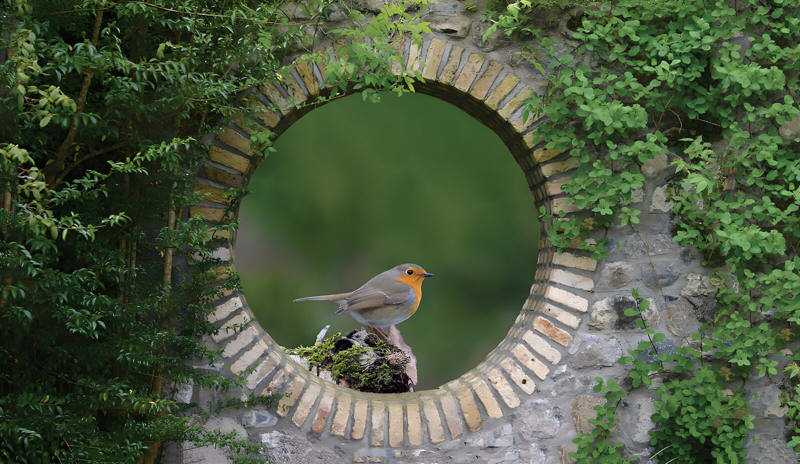 Roodborstje aan de muur