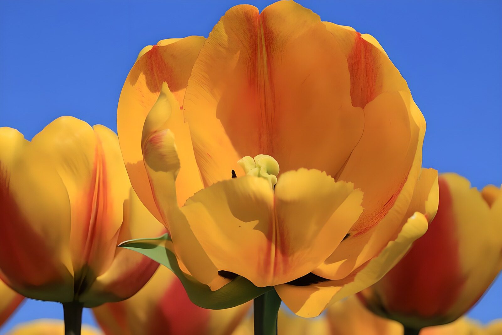 Stralende Gele Tulpen onder de Bliksemblauwe Lucht