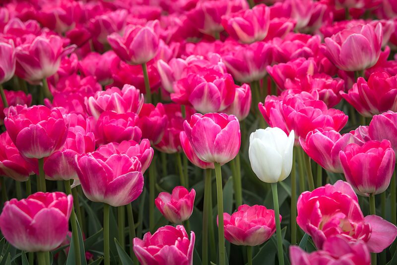Kleurrijke Tulpenvelden in Bloei