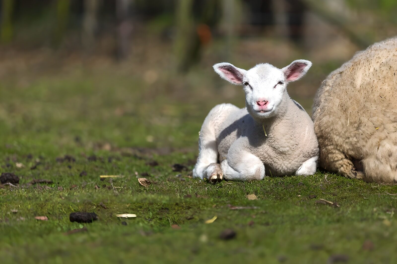 Schattig lammetje op het gras