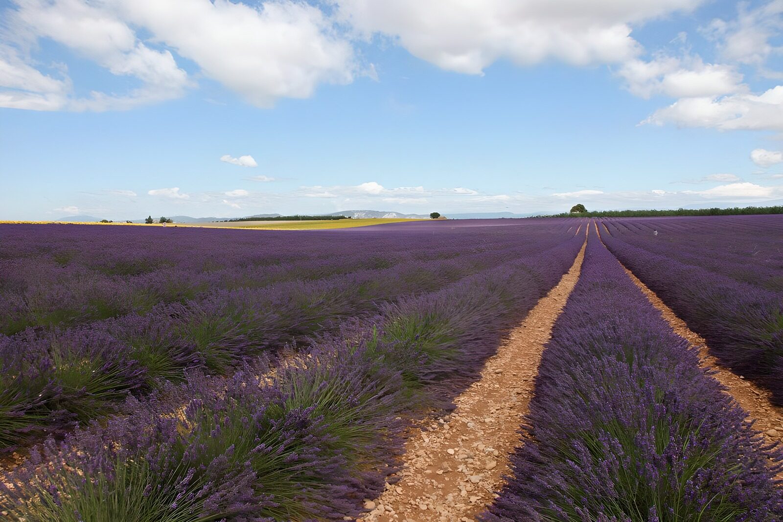 Prachtige Lavendelvelden in de Provence
