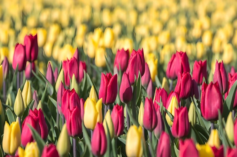 Kleurrijke tulpenvelden in bloei