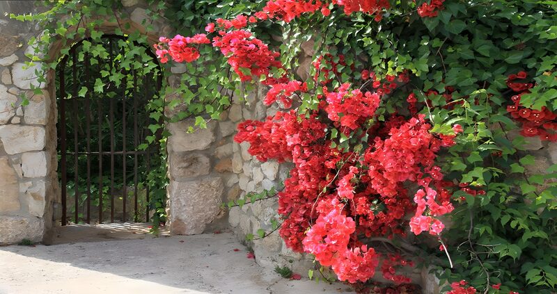 Bloeiende bougainvillea bij stenen poort