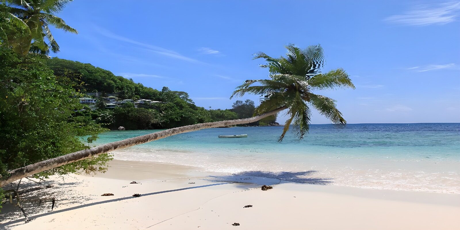 Tropisch strand met een wuivende palm