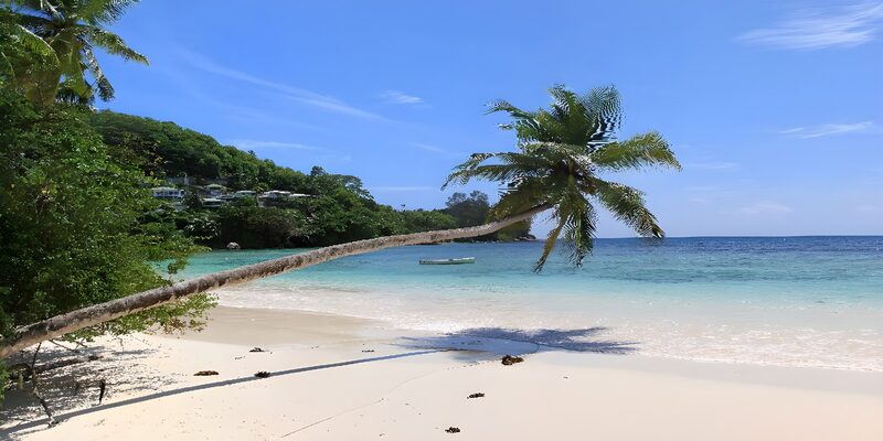 Tropisch strand met een wuivende palm