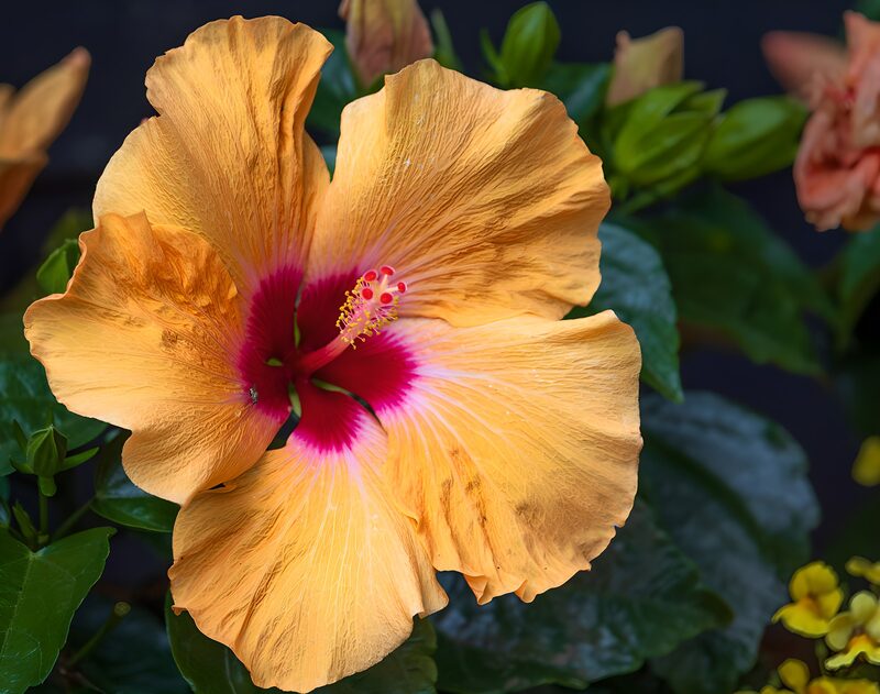 Oranje hibiscus met felroze hart