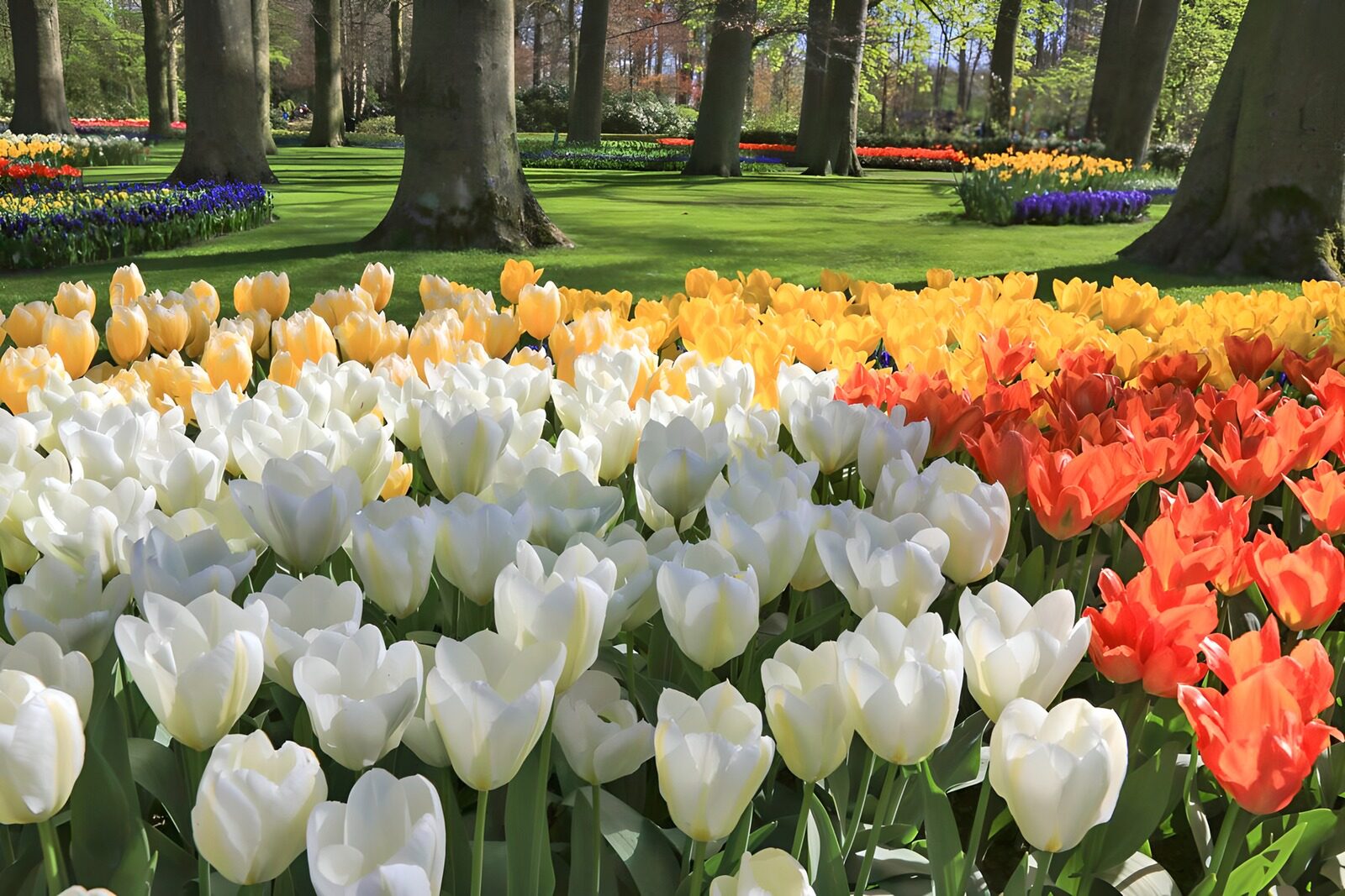Kleurrijke tulpen in een prachtig park