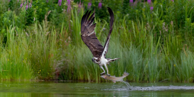 Visarend vangt voorn in volle vlucht