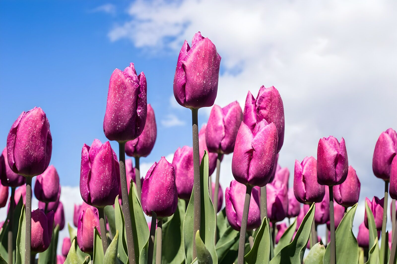 Staande Negrita tulp
