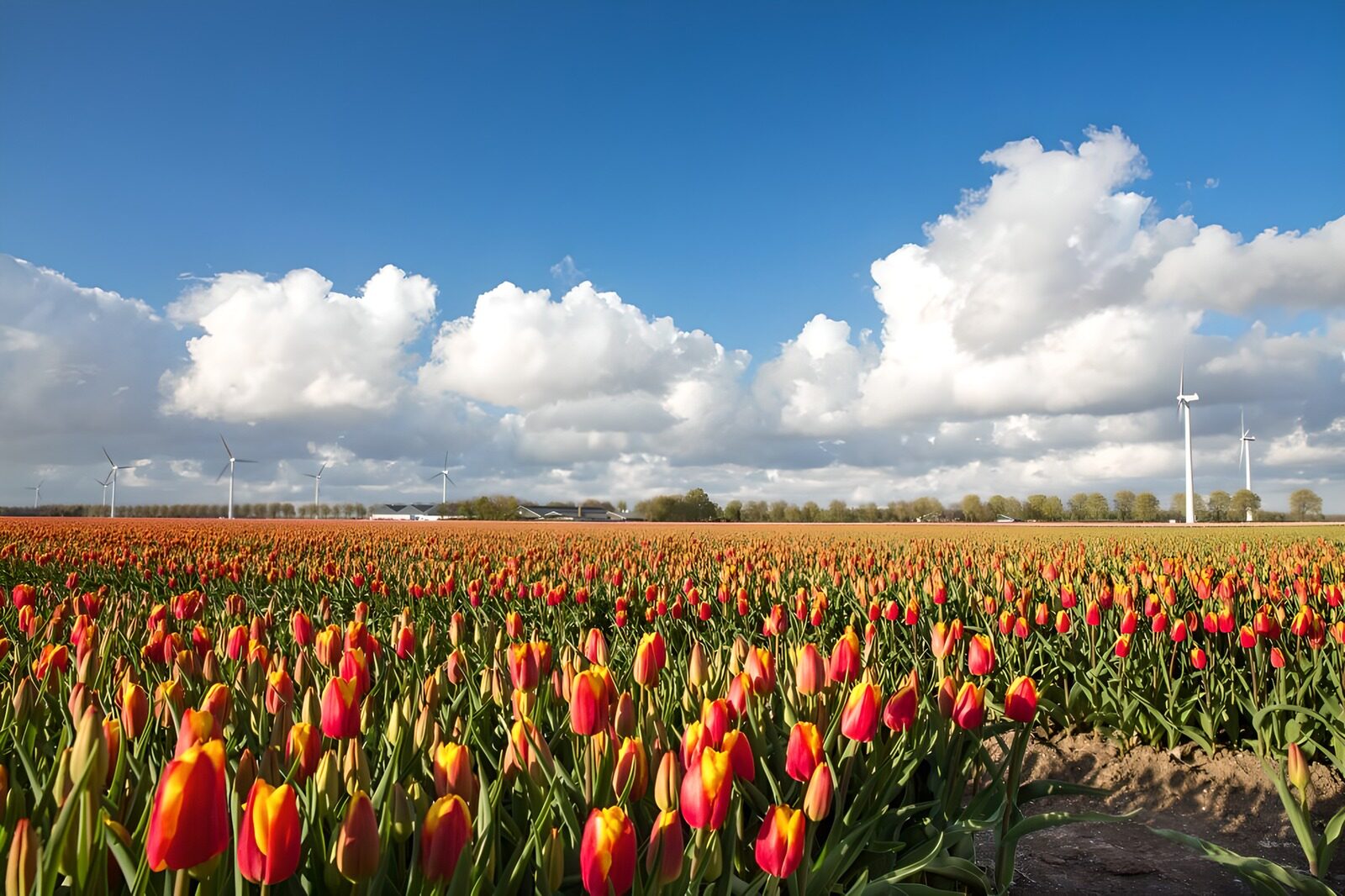 Bloeiende tulpenvelden met windmolens