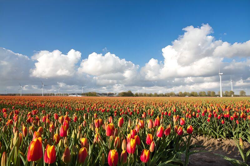 Bloeiende tulpenvelden met windmolens