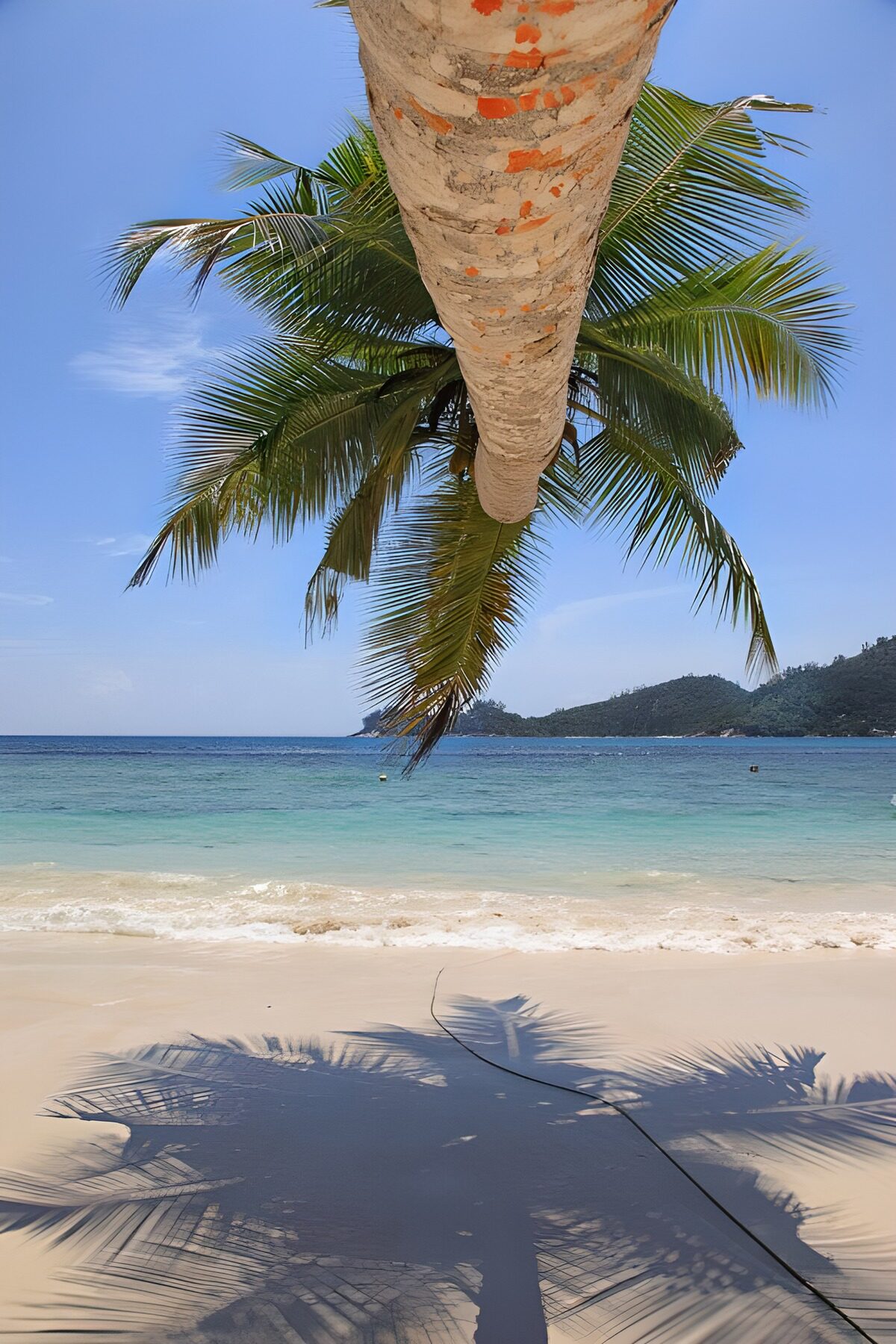 Palmbomen boven een tropisch strand