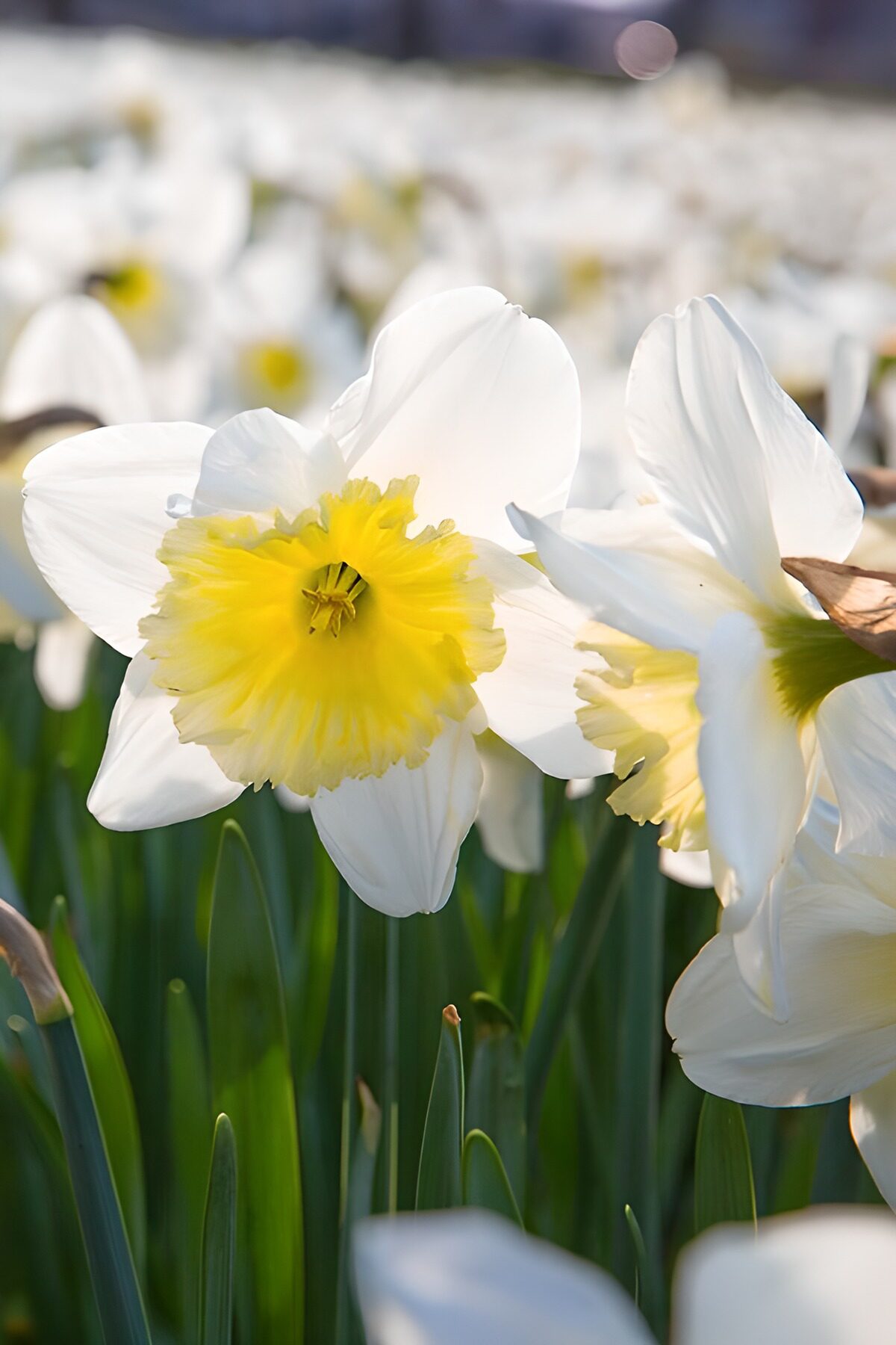 Kleurrijke Narcissen in Volle Bloei