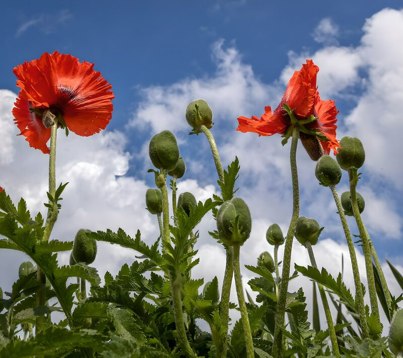 Zomerse klaprozen onder een blauwe lucht