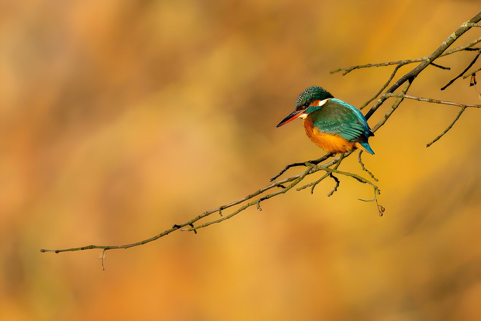IJsvogel op tak in herfstkleuren