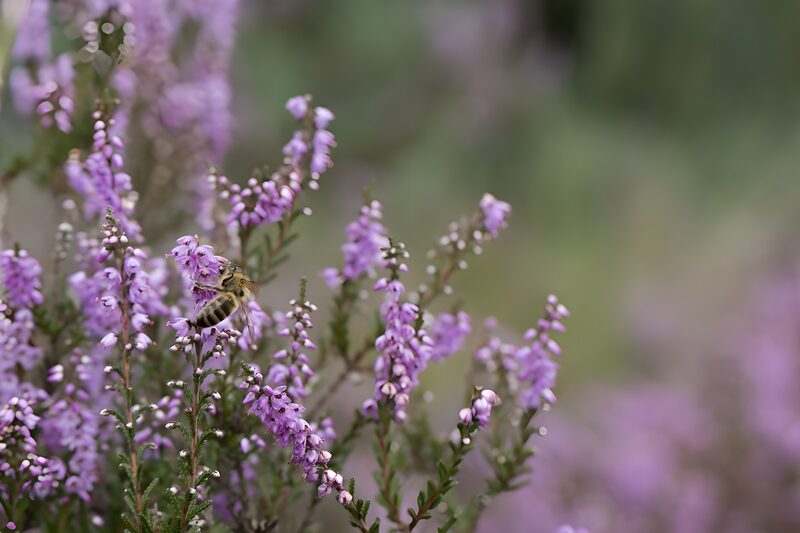 Bij op paarse heidebloemen