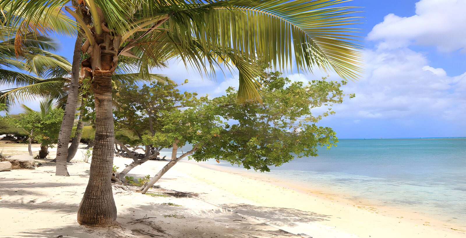 Tropisch strand met palmbomen