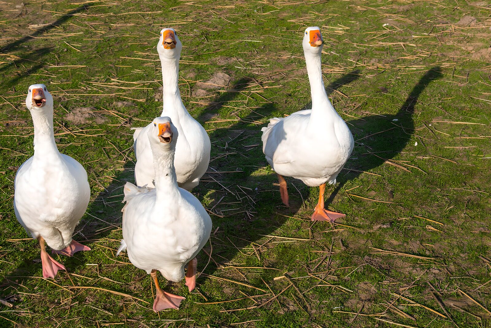 Blije ganzen op het gras