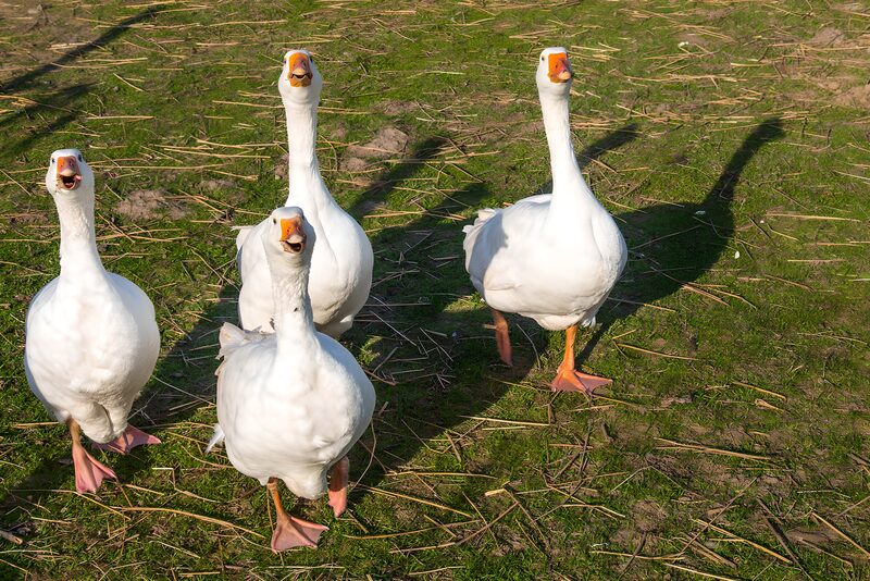 Blije ganzen op het gras