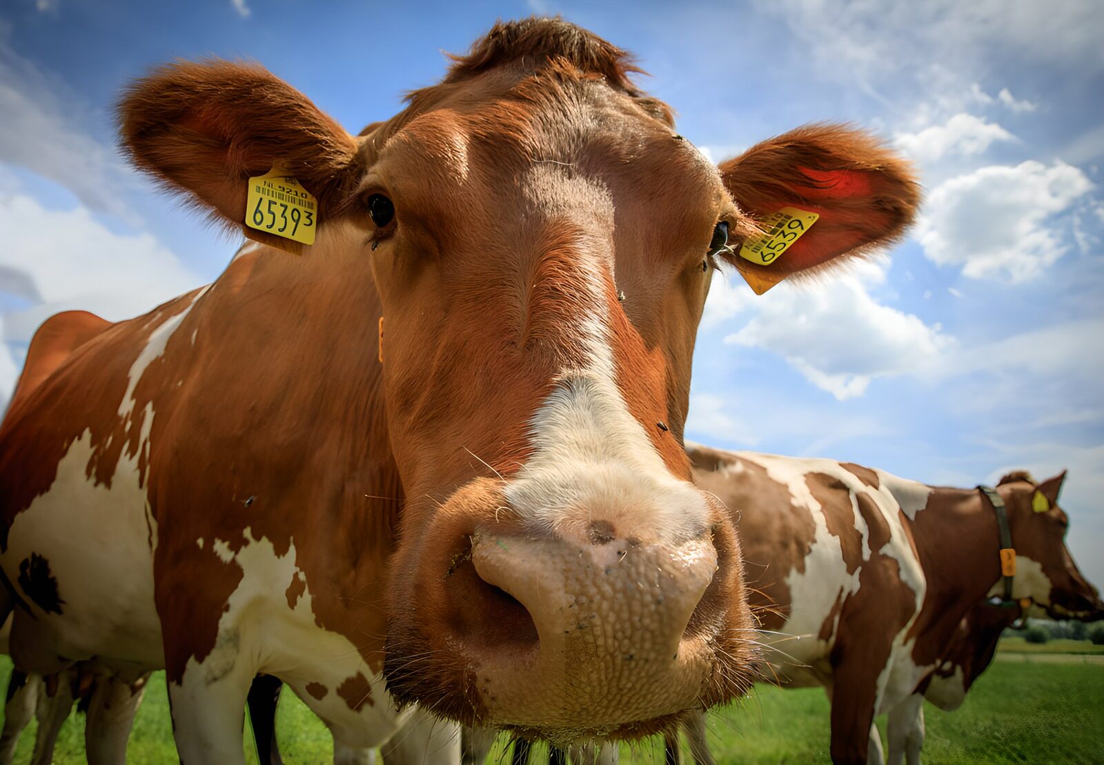 Nabijheid van een koe op de boerderij