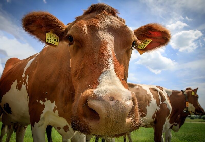 Nabijheid van een koe op de boerderij