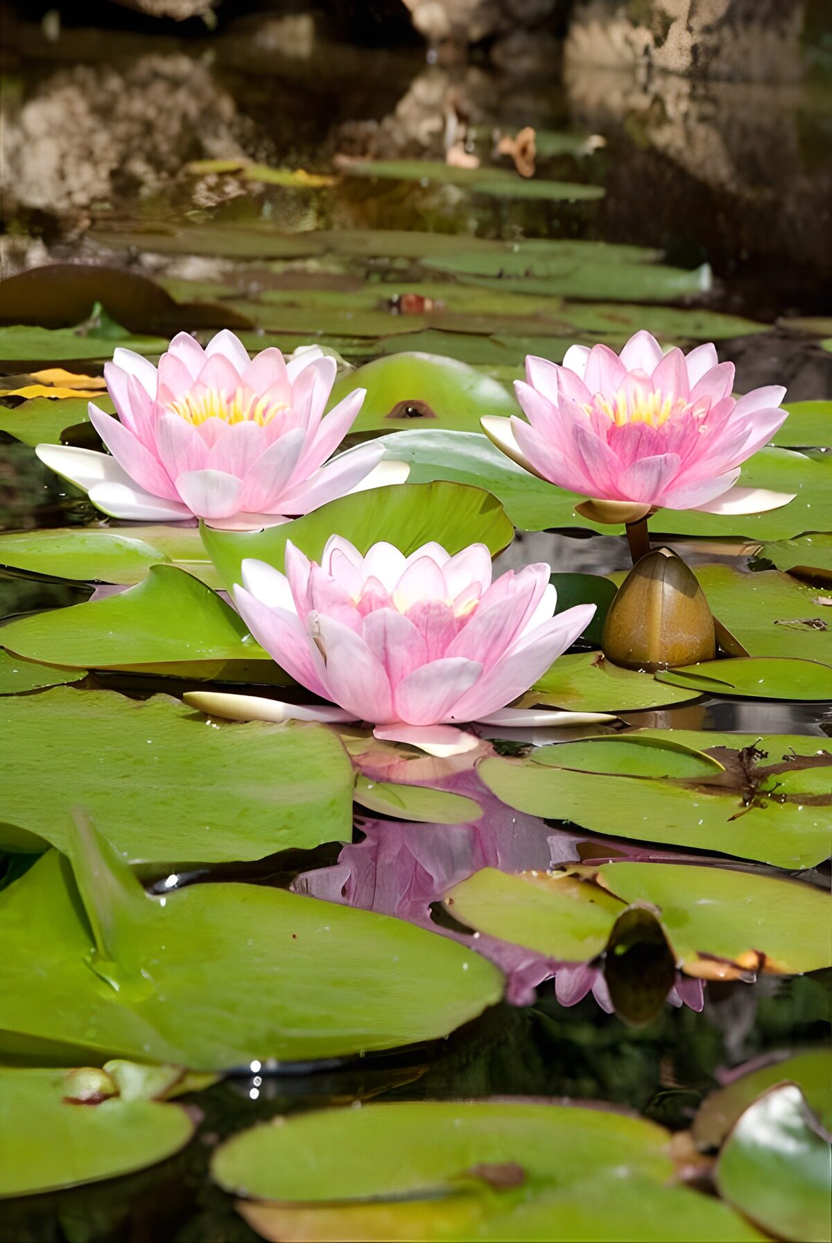 De drie waterlelies