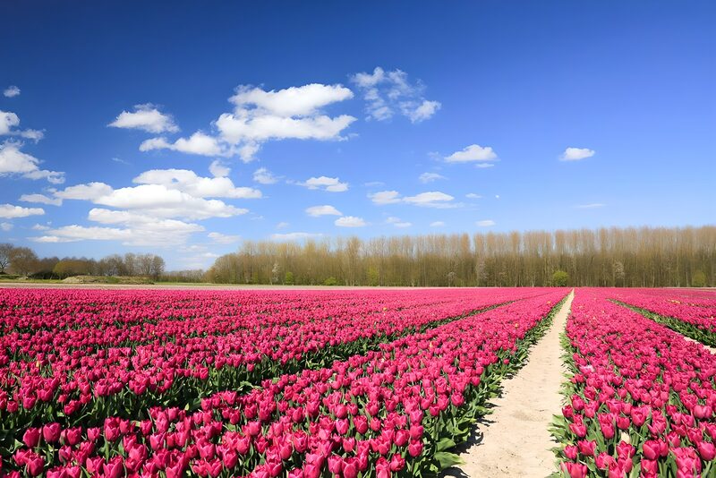 Tulpenveld onder een heldere lucht