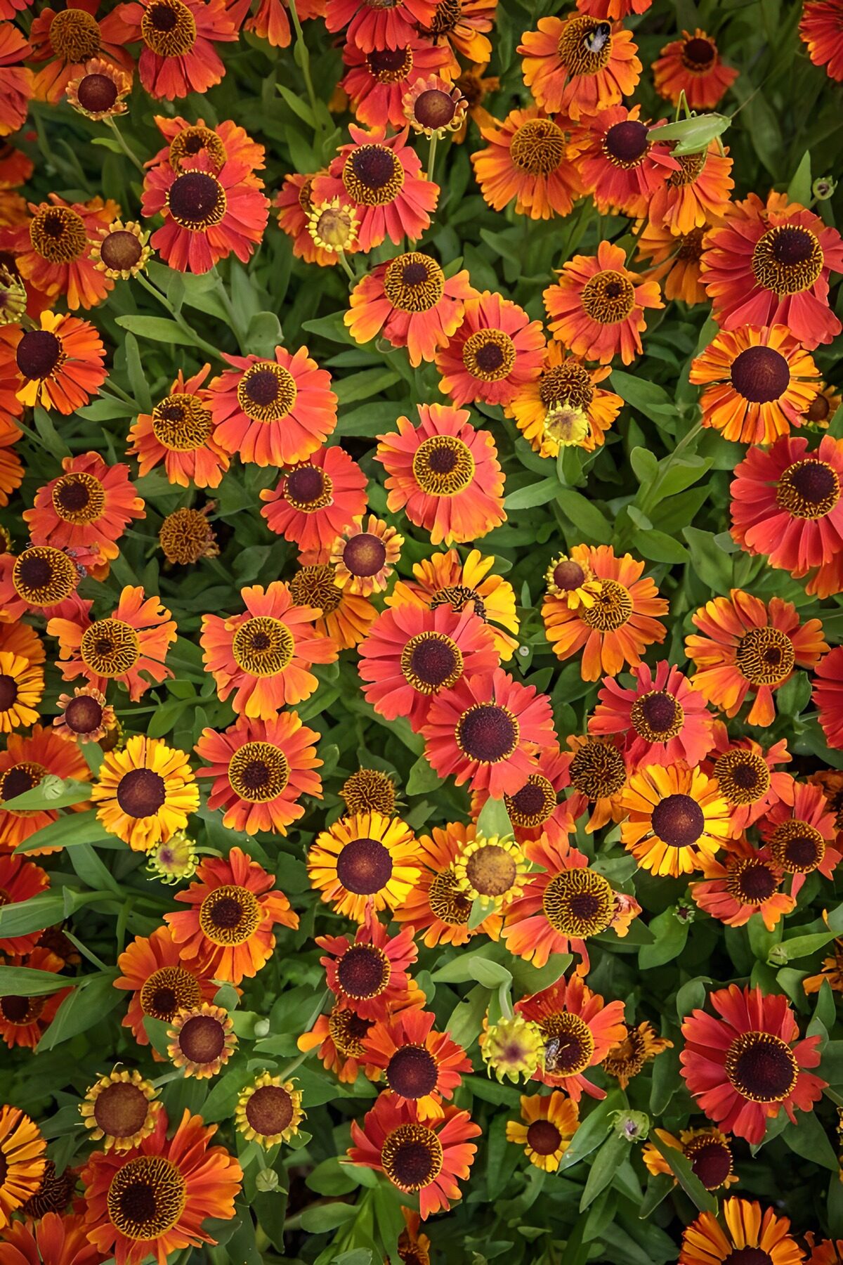 Kleurrijke bloemenpracht in oranje