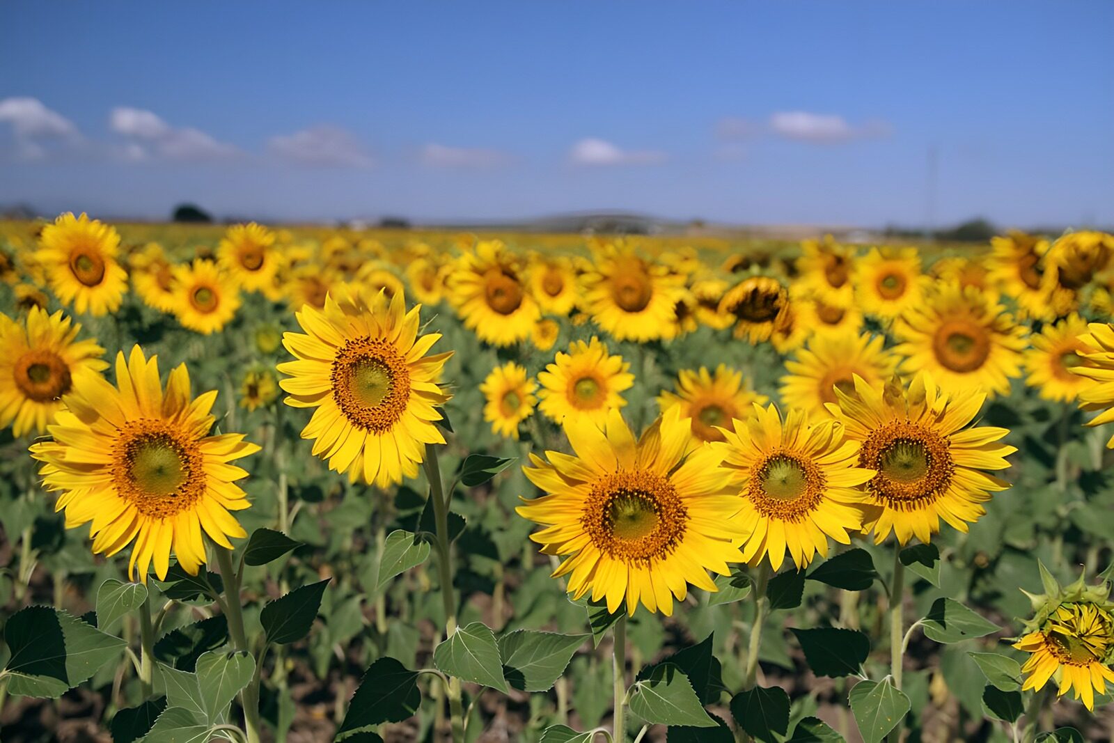 Velden vol zonnebloemen