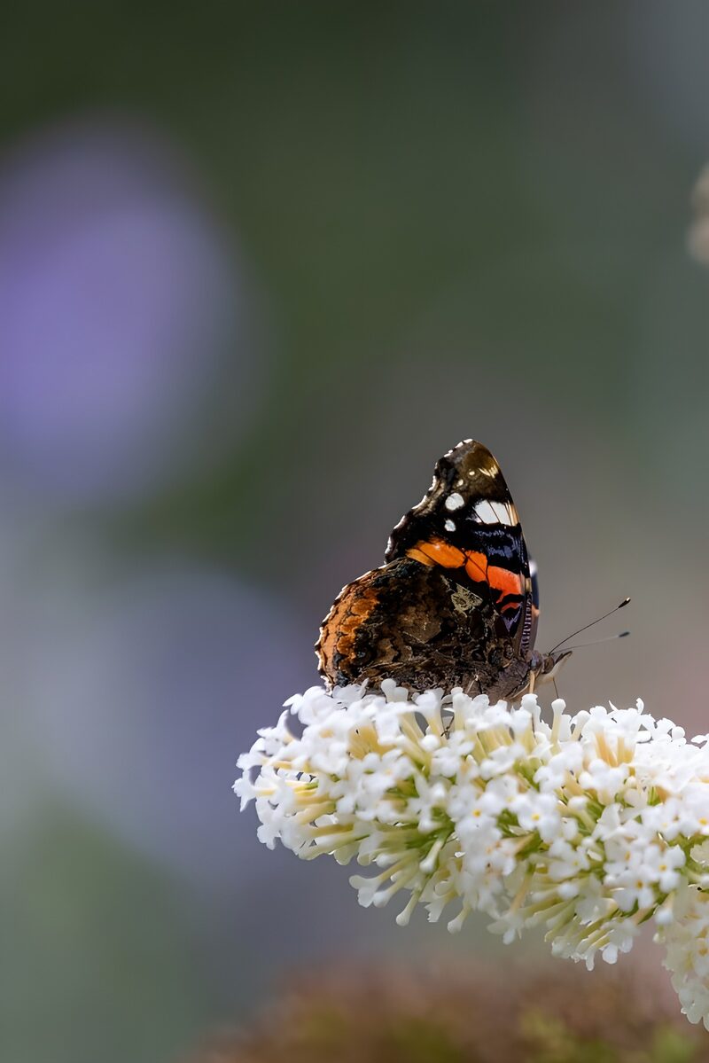 Mooie vlinder op een bloem