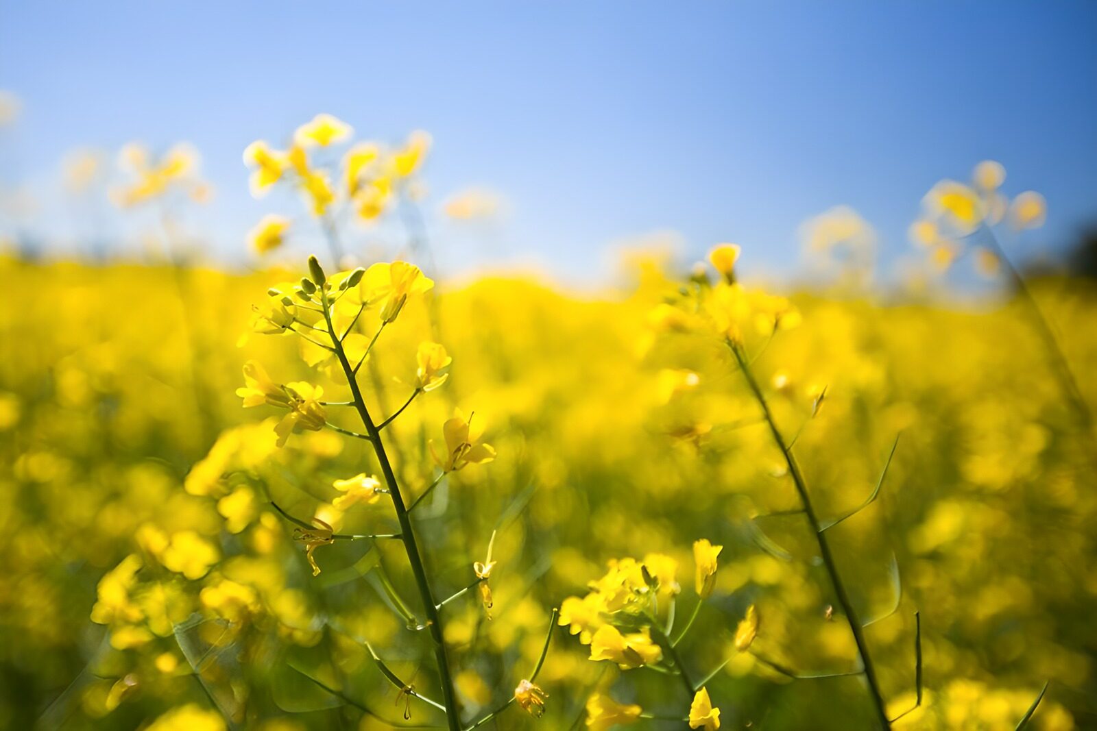 Gele bloemen in bloei onder een blauwe lucht