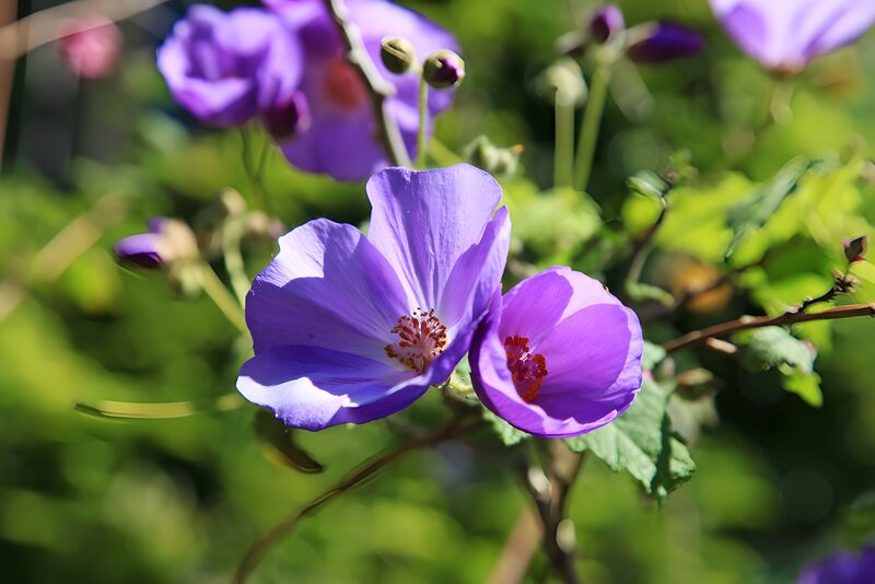 Prachtige paarse bloemen in de natuur