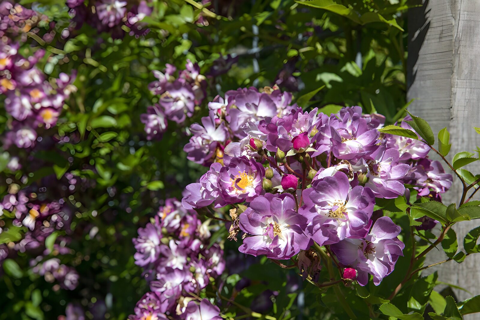 Prachtige paarse rozen in bloei