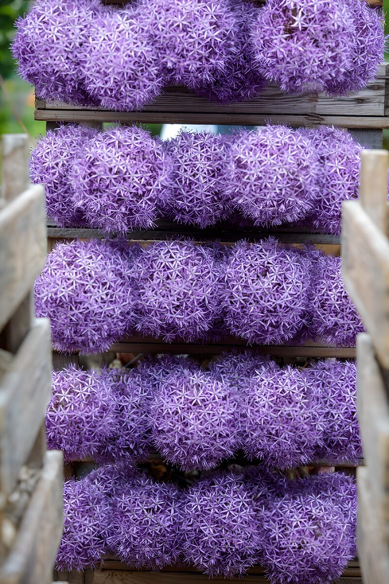 Prachtige paarse bloemen in houten kisten