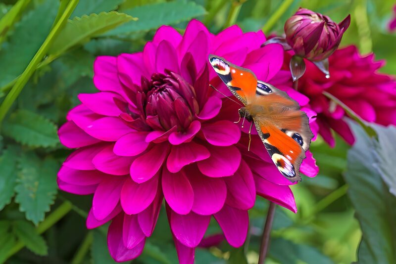 Prachtige vlinder op fuchsia bloem