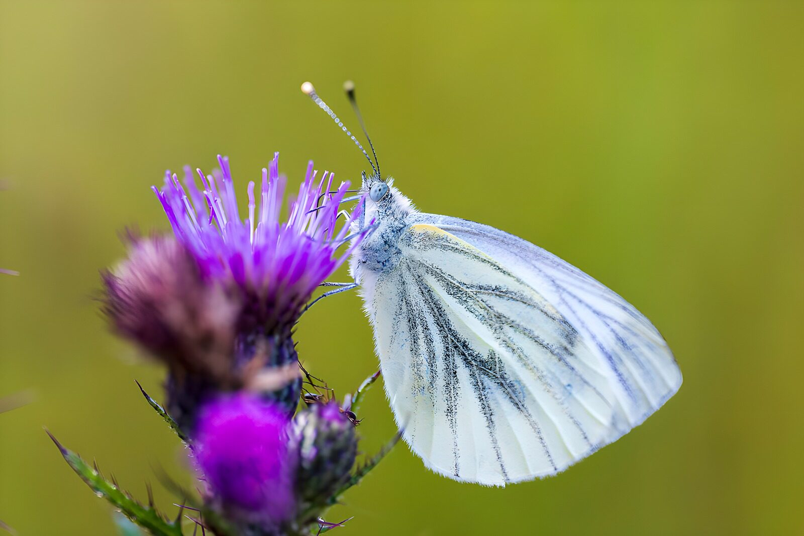 Witte vlinder op een paarse bloem