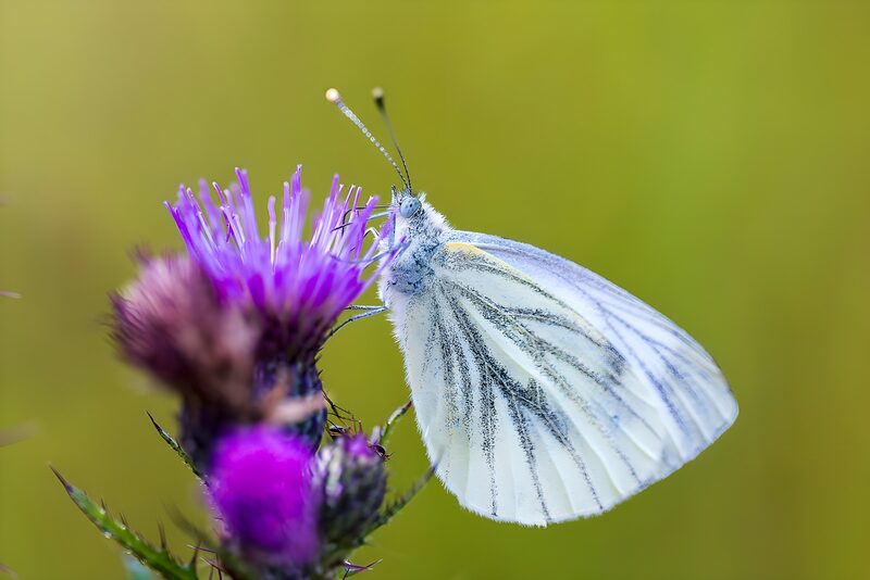 Witte vlinder op een paarse bloem