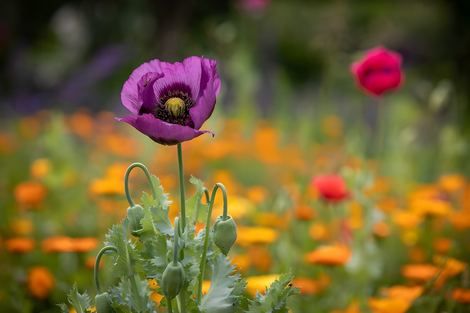 Prachtige paarse papaver in bloei