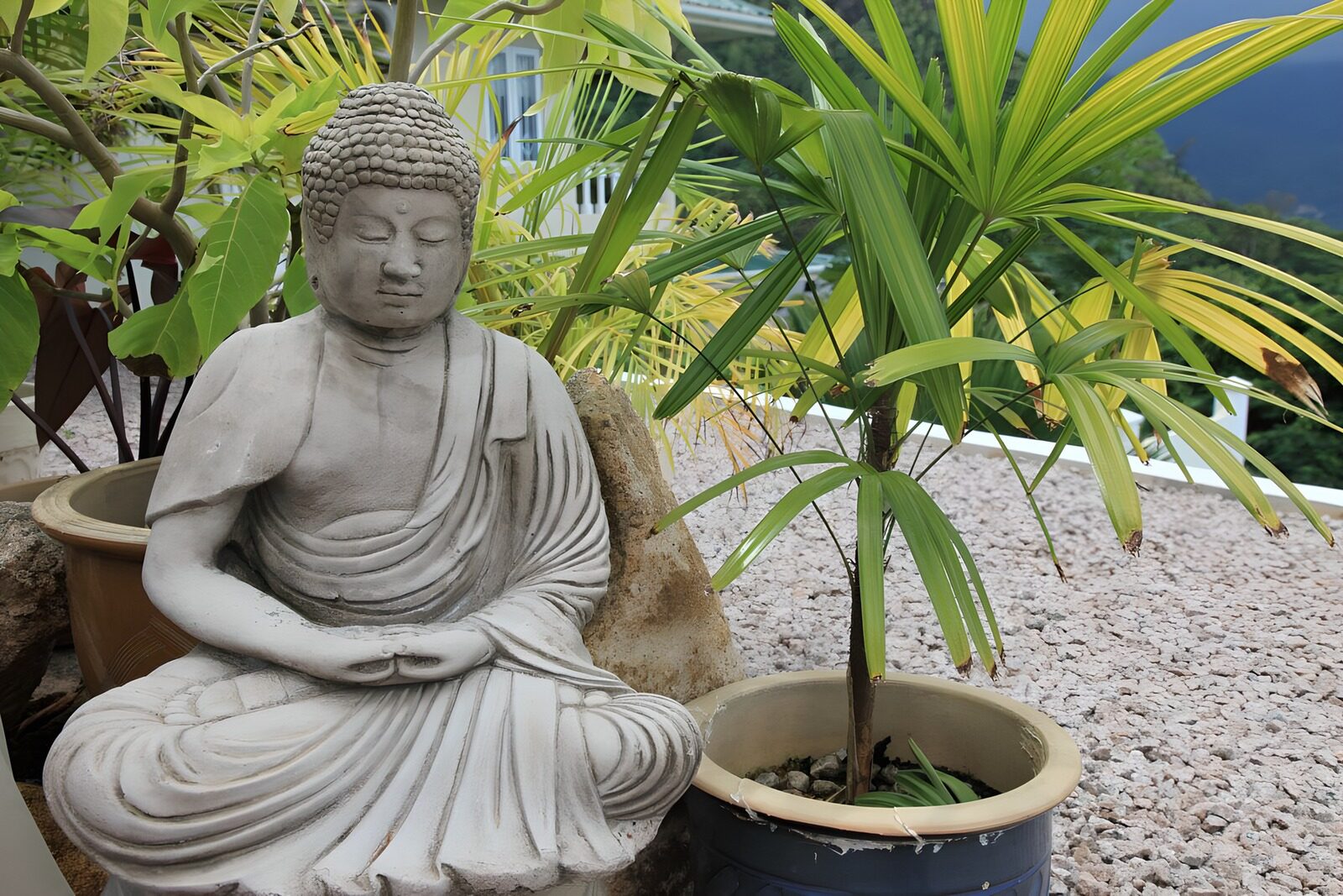 Boeddha beeld tussen groene planten