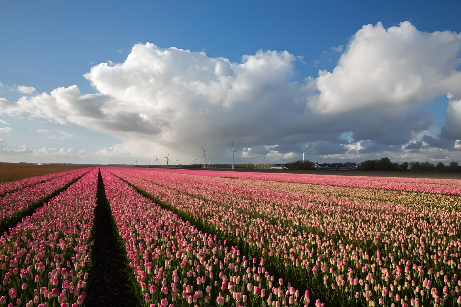 Tulpenvelden onder een heldere lucht
