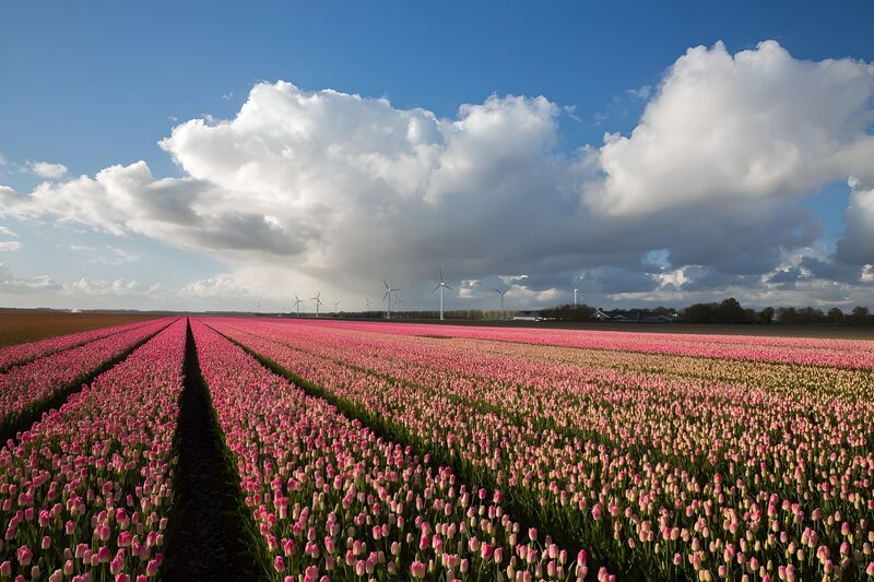 Tulpenvelden onder een heldere lucht