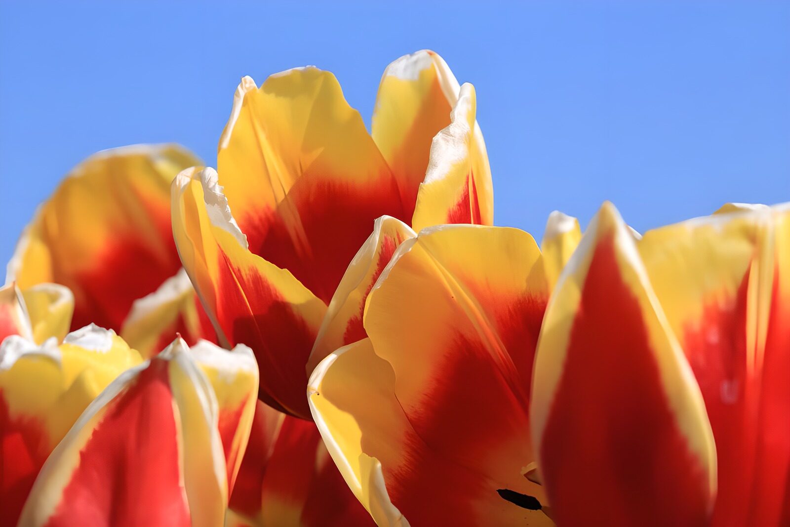 Kleurrijke tulp in volle bloei